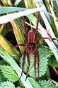 Dolomedes_plantarius_RF0630_O_82_Les Gris_Frankrijk